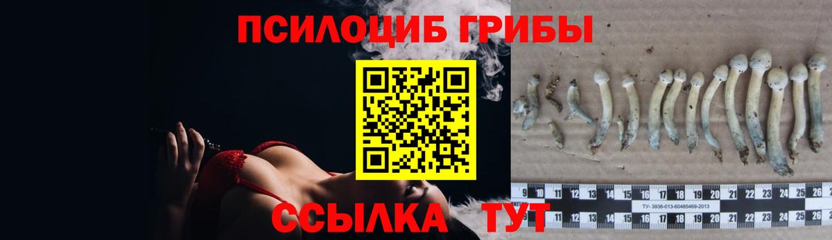 Видное  Псилоцибиновые грибы Psilocybine cubensis  купить наркотик  Галлюциногенные грибы прущие грибы  Вход с VPN 